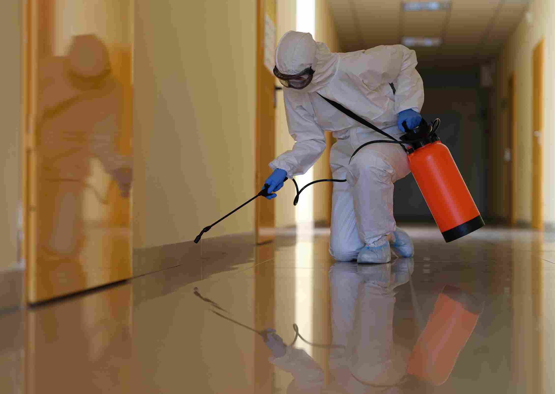Termite Cleaning